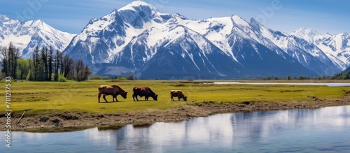 cows graze river mountains ...