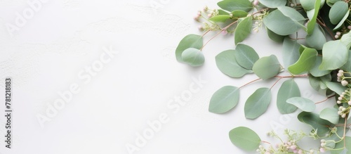 Eucalyptus leaves and blossoms on a white backdrop