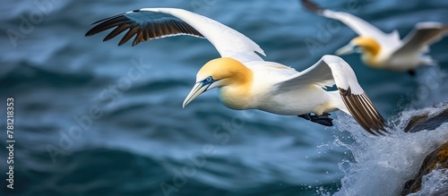 Two birds in flight above t...