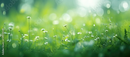 Field grass white flowers nature closeup