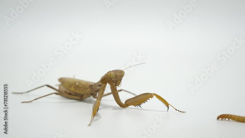 カマキリの捕食シーンC-1 (カマキリの捕食シーンC-1～C-4の4つの動画を繋ぎ合わせると、エサを捕獲してから完食するまでのワンシーンが完成します。)