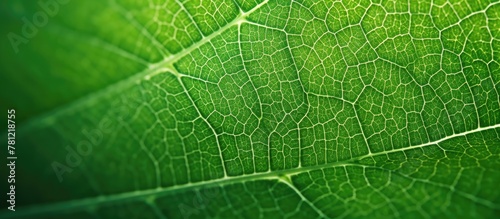 Closeup green leaf on vibra...