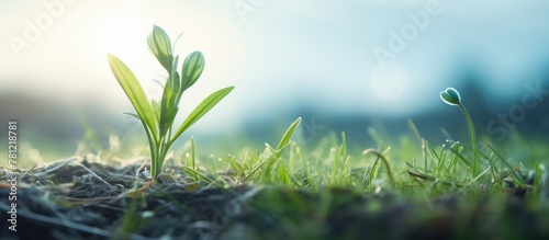 Plant sprouting from earth,...