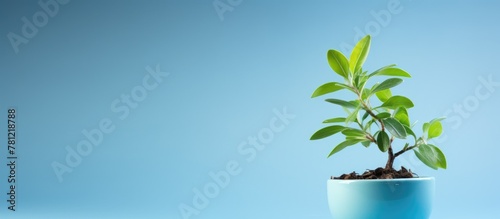 Fresh green plant in compac...