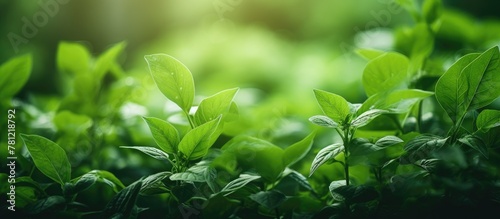 Green plant leaves in close-up