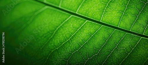 Green leaf macro shot on da...