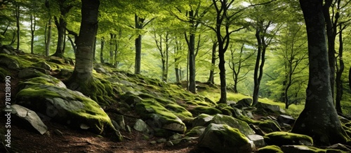 Rocky path through mossy fo...