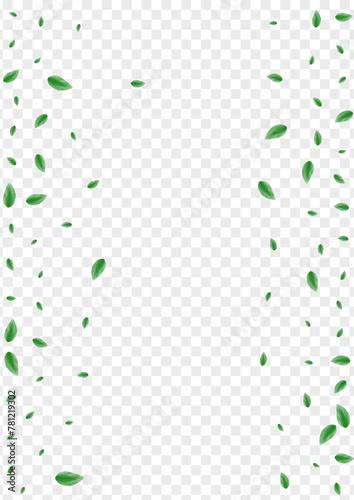 Greenish Foliage Background Transparent Vector. Leaf Abstract Illustration. Fresh Card. Light Green Concept Design. Plant Eucalyptus.