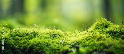 Mossy Plant Closeup with Blurry Background