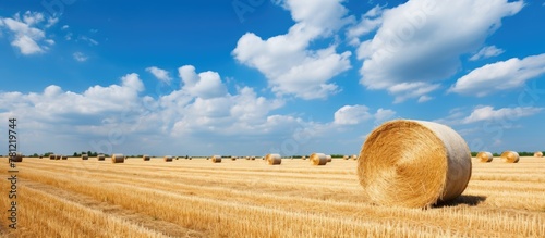 Harvested Field with Hay Ba...