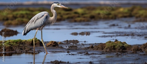 Great blue heron wading wit...
