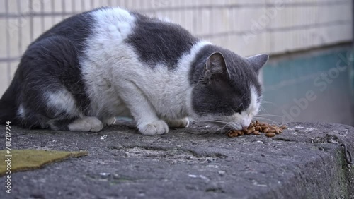 A bicolor cat engrossed in feeding, on a worn stone surface with a hint of yellow, highlighting a moment in the life of a street feline photo