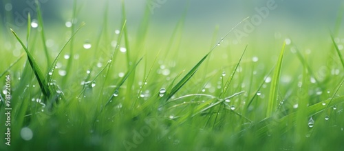 Fresh green grass covered in rainwater droplets