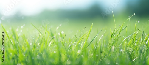 Green grass field with dew close up