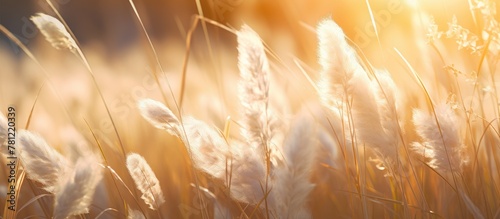 Sunlit tall grass with blurred backdrop