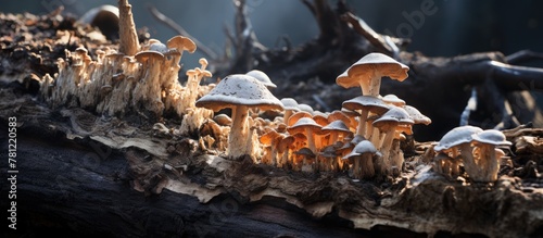 Mushrooms growing on old tr...