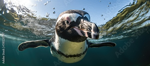 Penguin swimming with open ...