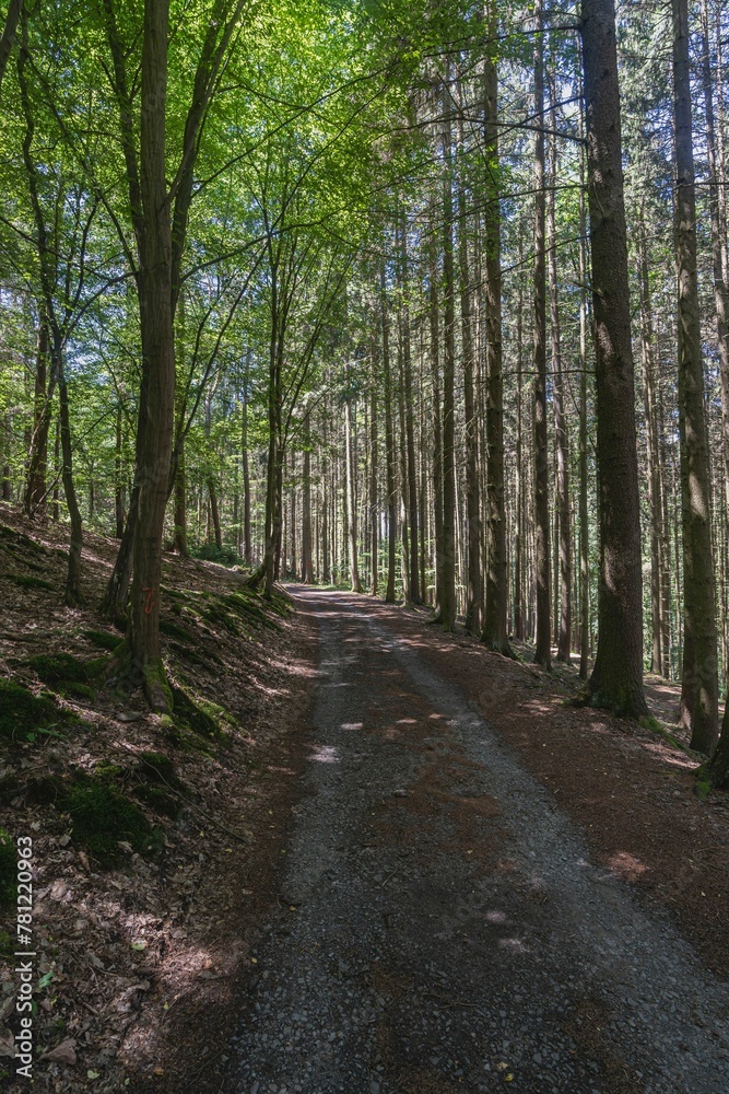 Vertical shot of a forest hiking trail with tall lush green trees Vertical shot of a forest hiking trail with tall lush green trees