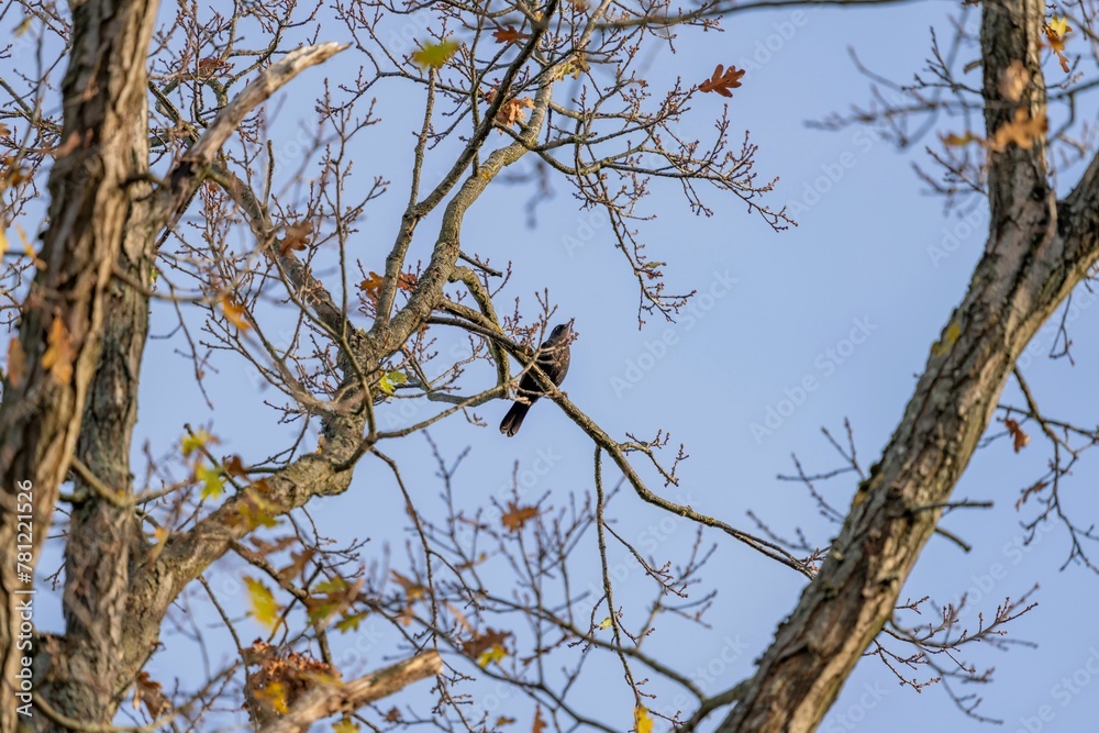 Bird on leafless tree against blue sky