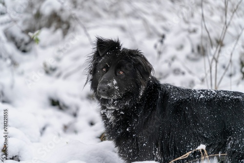 Black longhair dog in the snow