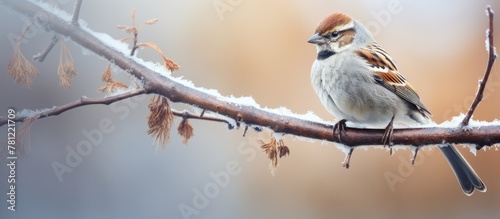 Sparrow perched on snow-cov...