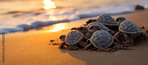 Baby turtles crawl on sandy...