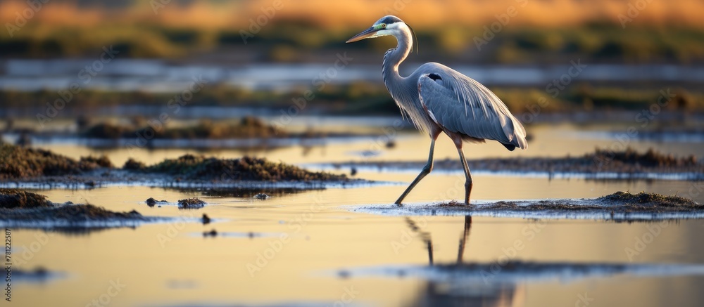 Naklejka premium Great blue heron walking in shallow water