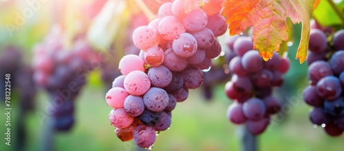 Close-up of ripe vine grapes