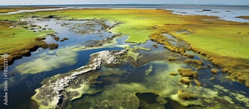 Algae bloom in water causing environmental harm