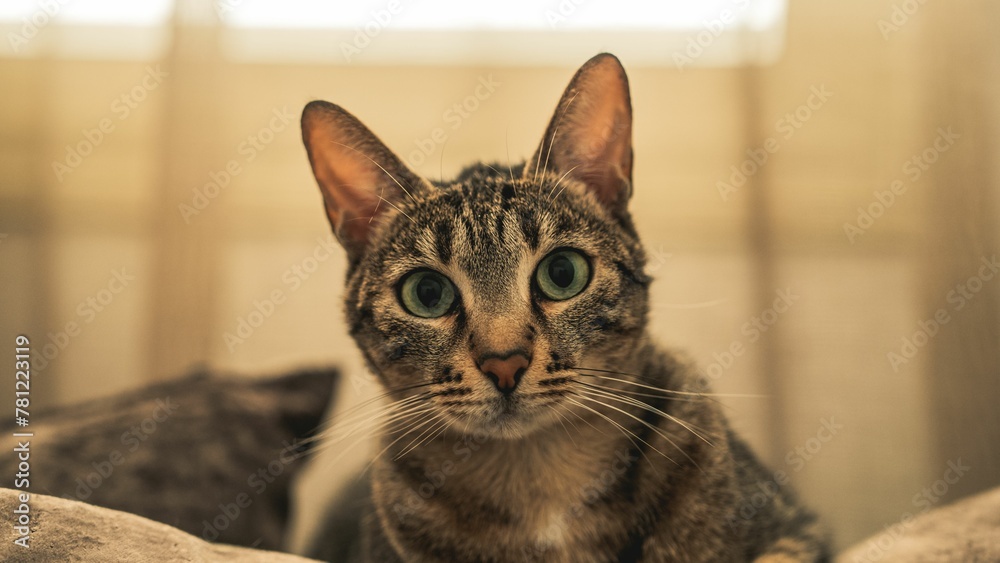 Closeup of adorable Domestic short-haired cat staring at the camera