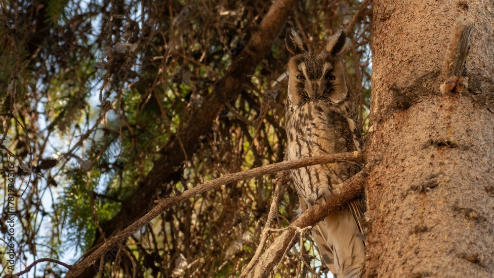 Long-eared owl perched on a tree Long-eared owl perched on a tree