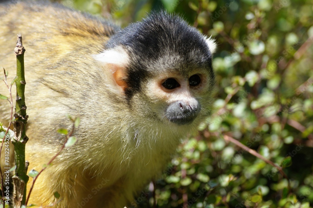 Closeup of a cute Black Capped Squirrel Monkey in nature Closeup of a cute Black Capped Squirrel Monkey in nature