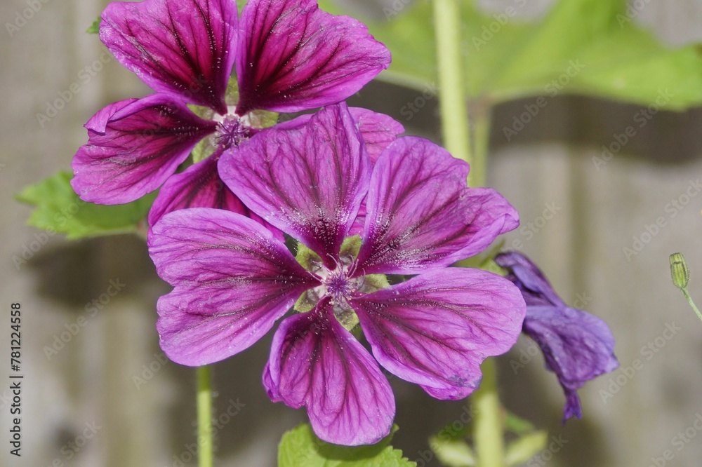 Closeup of beautiful blooming violet forest Mallows Closeup of beautiful blooming violet forest Mallows