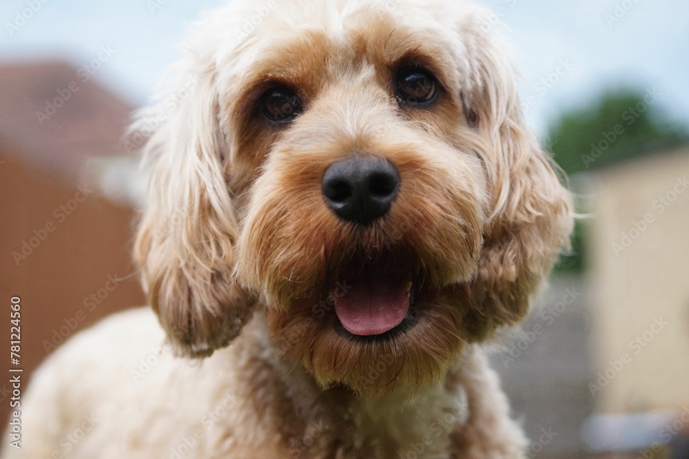 Closeup of a cute Cavapoo dog staring at the camera on a blurred background