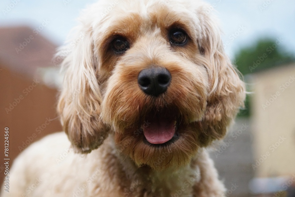 Closeup of a cute Cavapoo dog staring at the camera on a blurred background Closeup of a cute Cavapoo dog staring at the camera on a blurred background