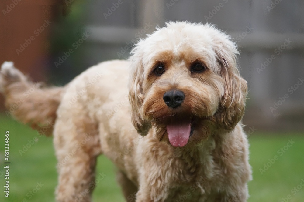 Closeup of a cute furry Cavapoo dog at the park