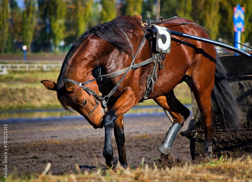 Fototapeta premium Brown horse standing in park