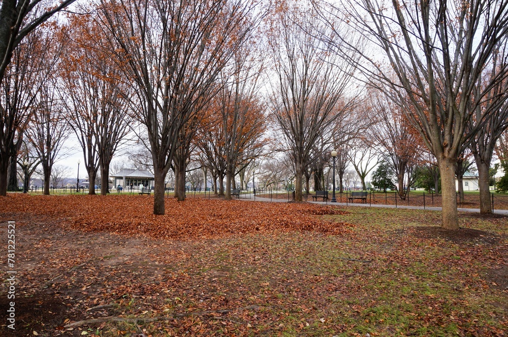 Park with fallen leaves in autumn in Washington D.C., United States.