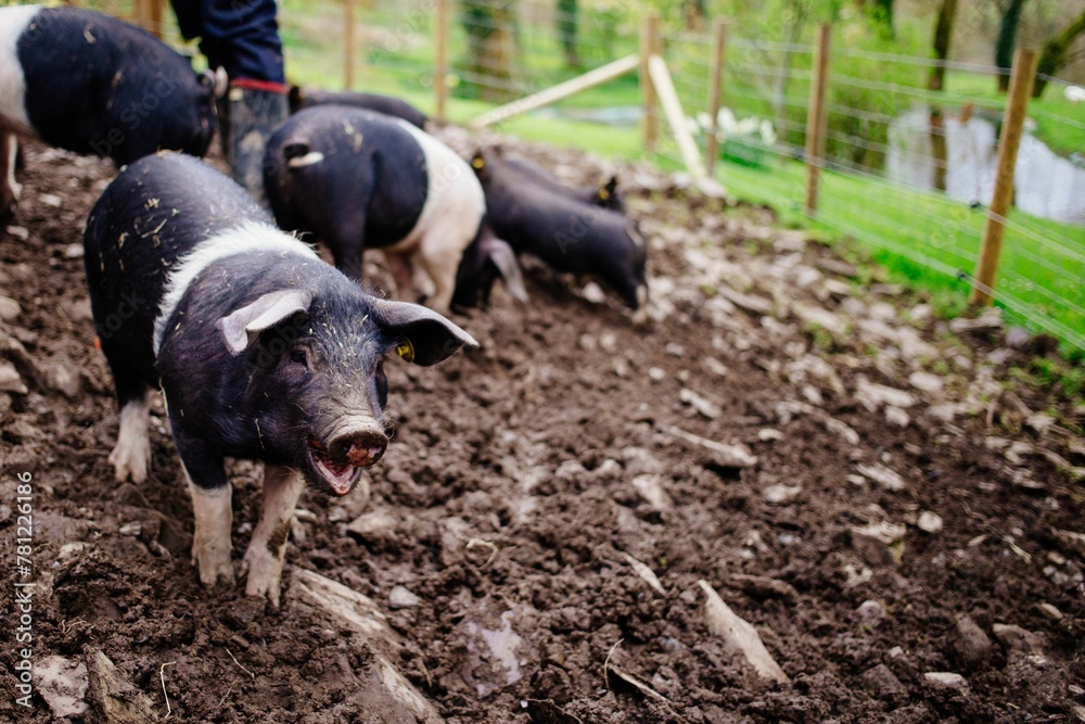 Closeup of black and pink piglets on a farm Closeup of black and pink piglets on a farm