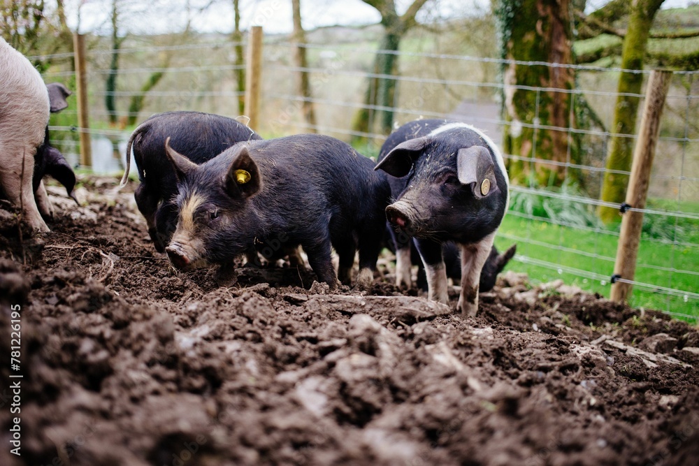 Group of black and pink piglets on a farm Group of black and pink piglets on a farm