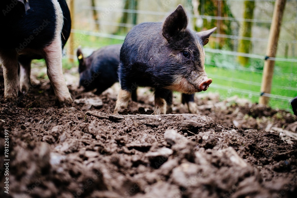 Group of black and pink piglets on a farm Group of black and pink piglets on a farm