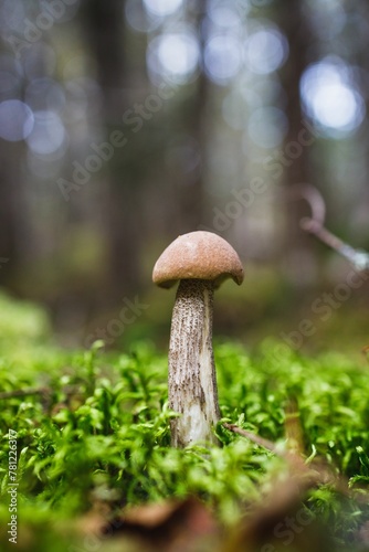Closeup of Mushrooms in woodland