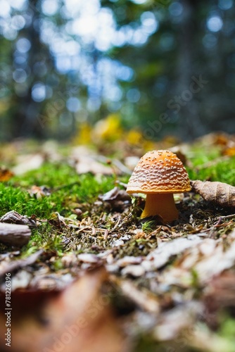 Closeup of fly agaric mushroom at Quoddy Head State Park photo