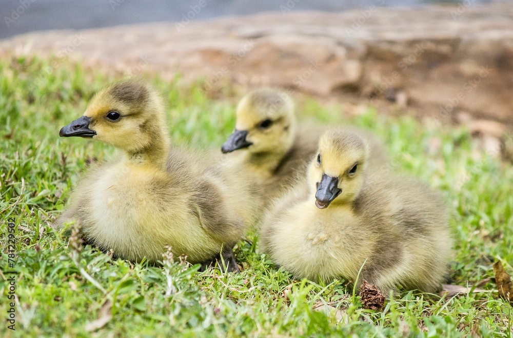 Closeup shot of three adorable Canadian goslings sitting on the grass Closeup shot of three adorable Canadian goslings sitting on the grass