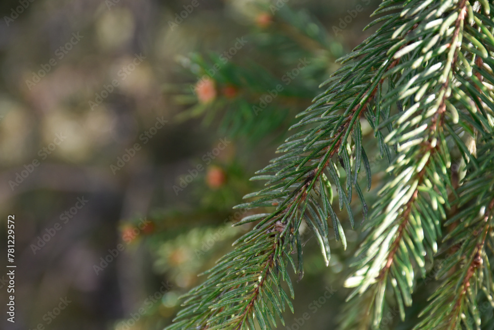 Fir tree with cones, conifer tree branches, early spring nature, fir needles, evergreen tree, spruce, coniferous forest, sunlight.
