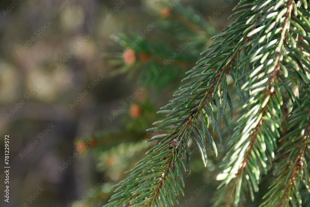 Fir tree with cones, conifer tree branches, early spring nature, fir needles, evergreen tree, spruce, coniferous forest, sunlight. Fir tree with cones, conifer tree branches, early spring nature, fir needles, evergreen tree, spruce, coniferous forest, sunlight.