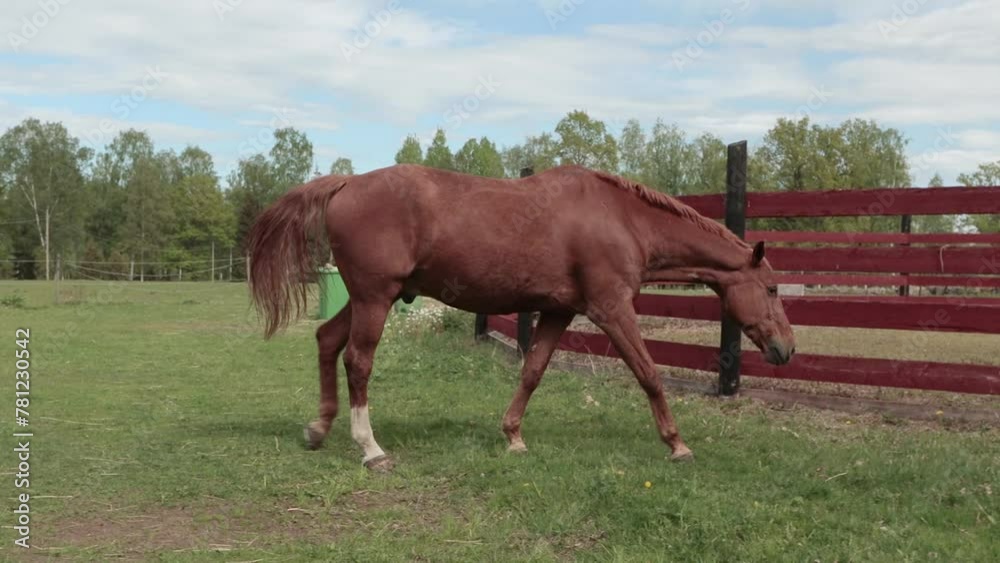 Brown horse eating green grass in the park. Brown horse eating green grass in the park.
