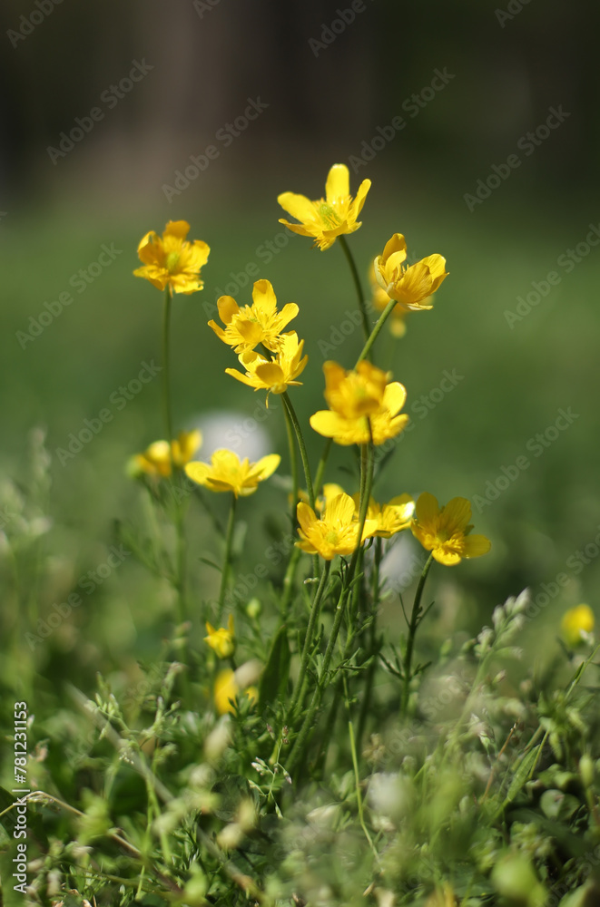 Fototapeta premium Yellow buttercup flowers in the field