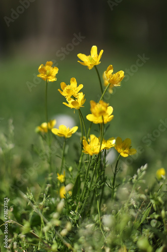 Yellow buttercup flowers in the field