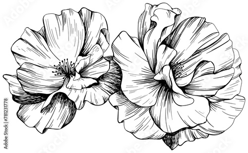 Rose flower isolated on white hand drawn vintage illustration.